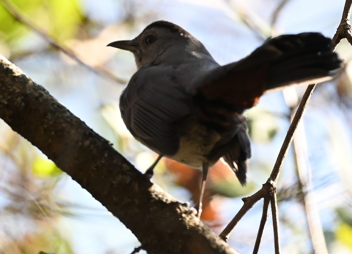 Pájaro Gato Gris - ML500060221