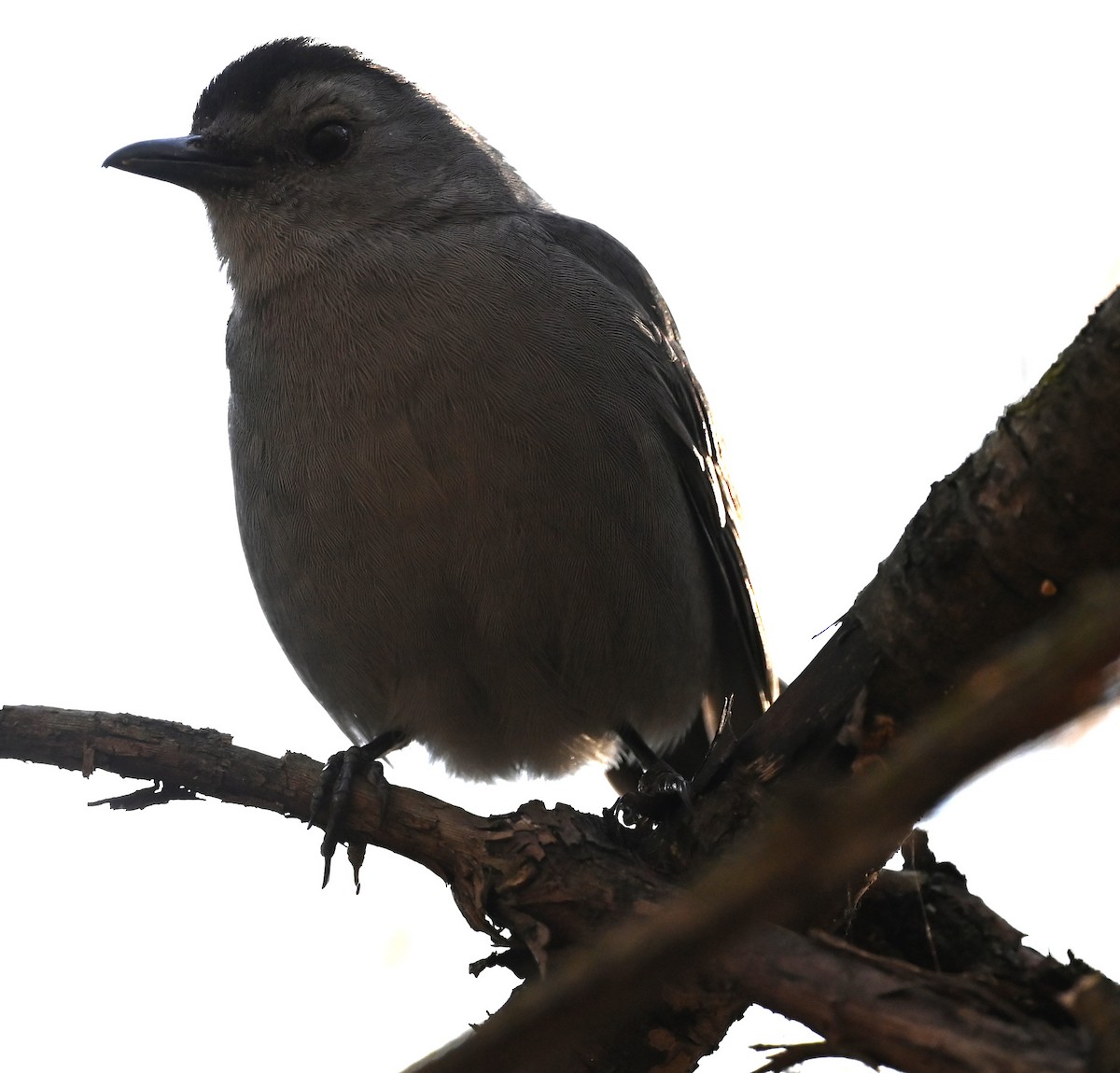 Gray Catbird - ML500060231