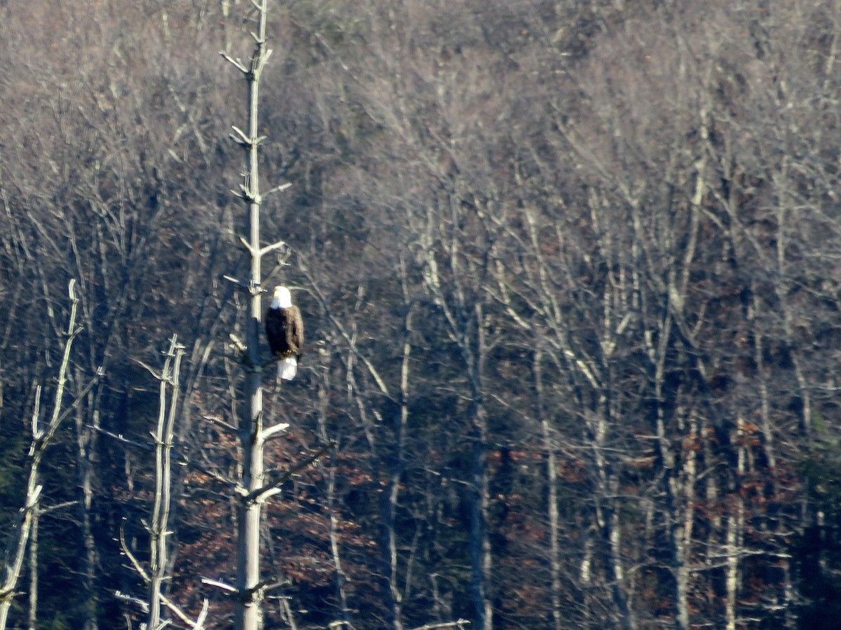 Bald Eagle - scott baldinger