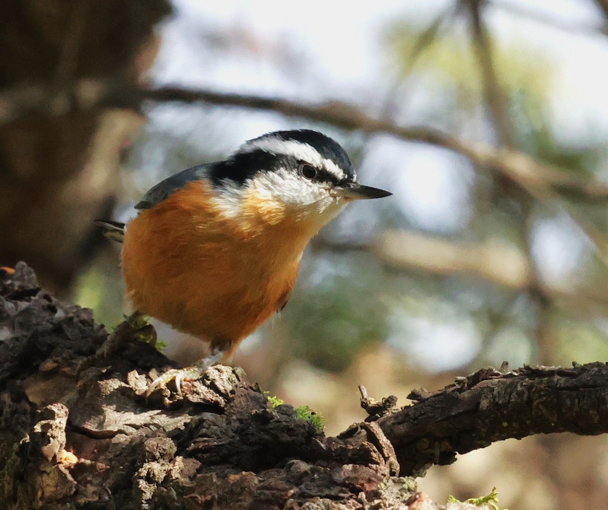 Red-breasted Nuthatch - ML500061341