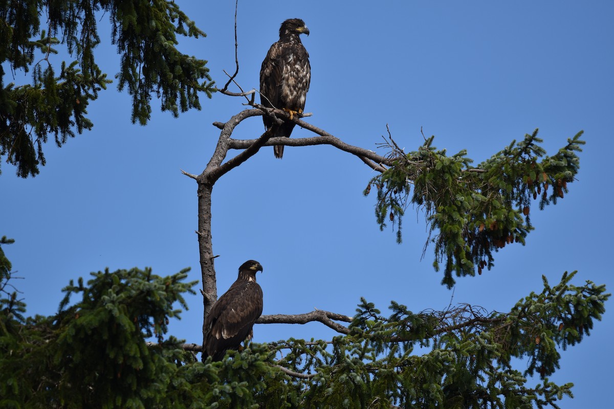 Bald Eagle - ML500062701