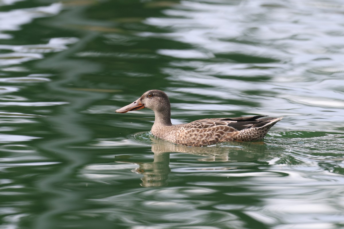 Northern Shoveler - Ryan Terrill