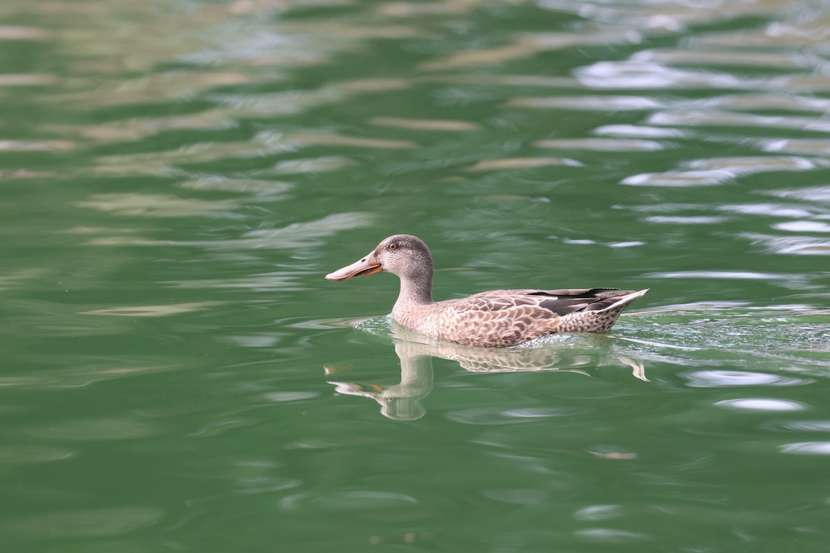 Northern Shoveler - ML500062961