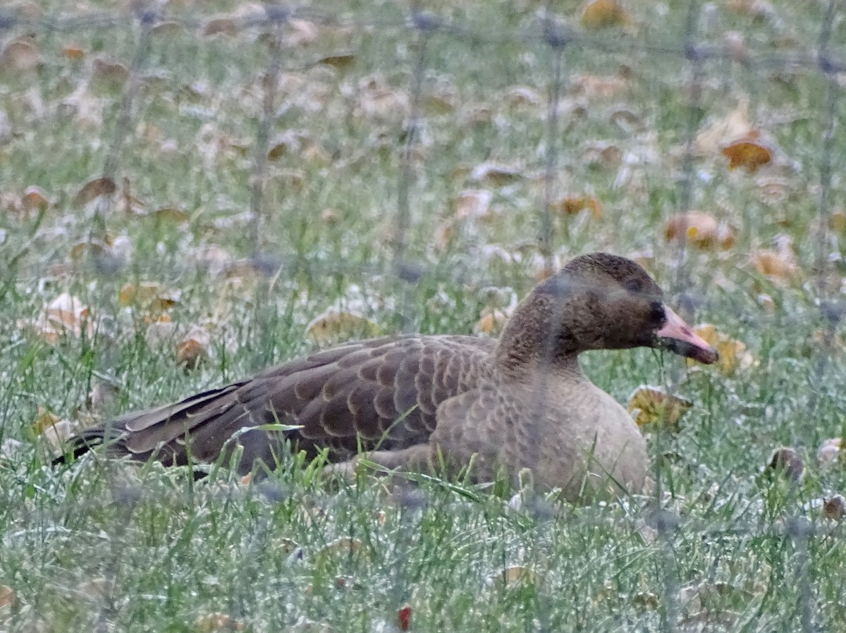 Greater White-fronted Goose - ML500064581