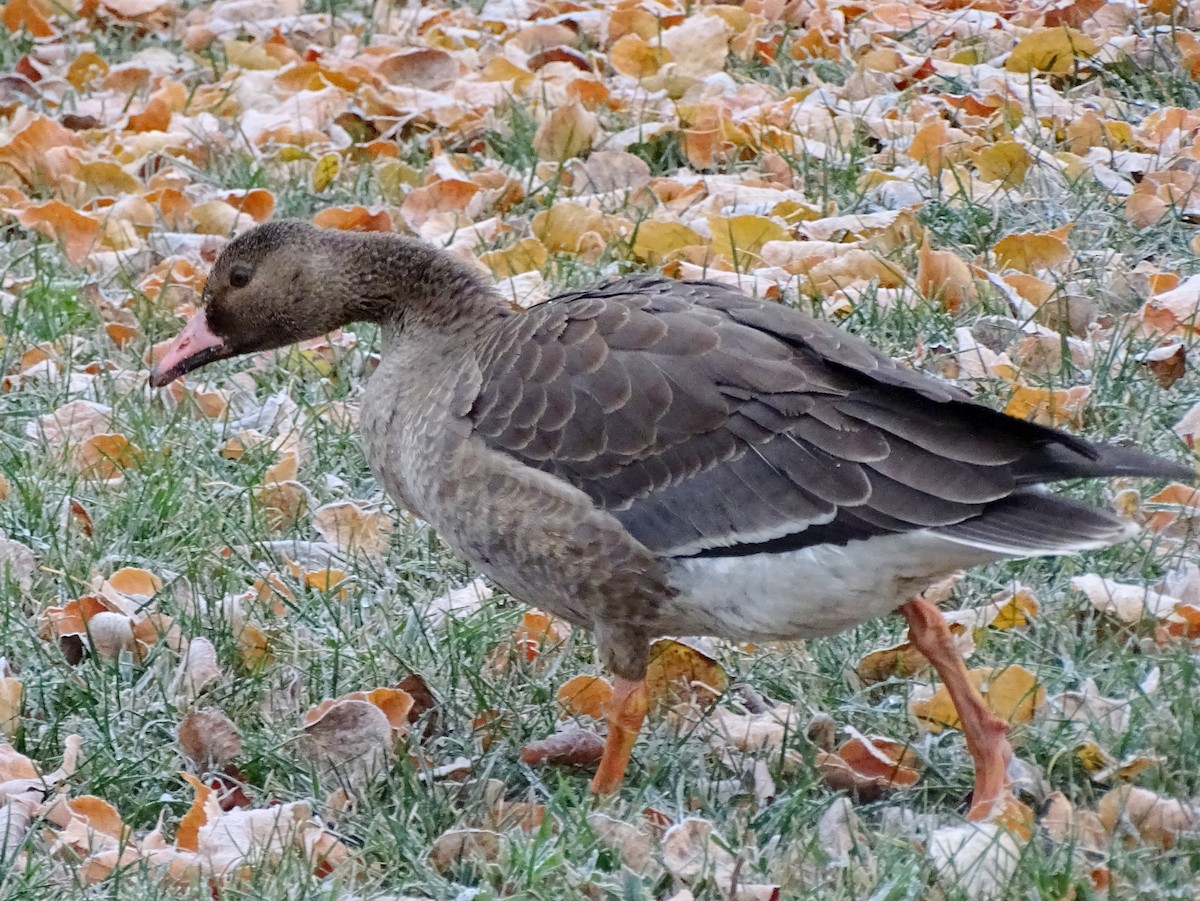 Greater White-fronted Goose - ML500064591