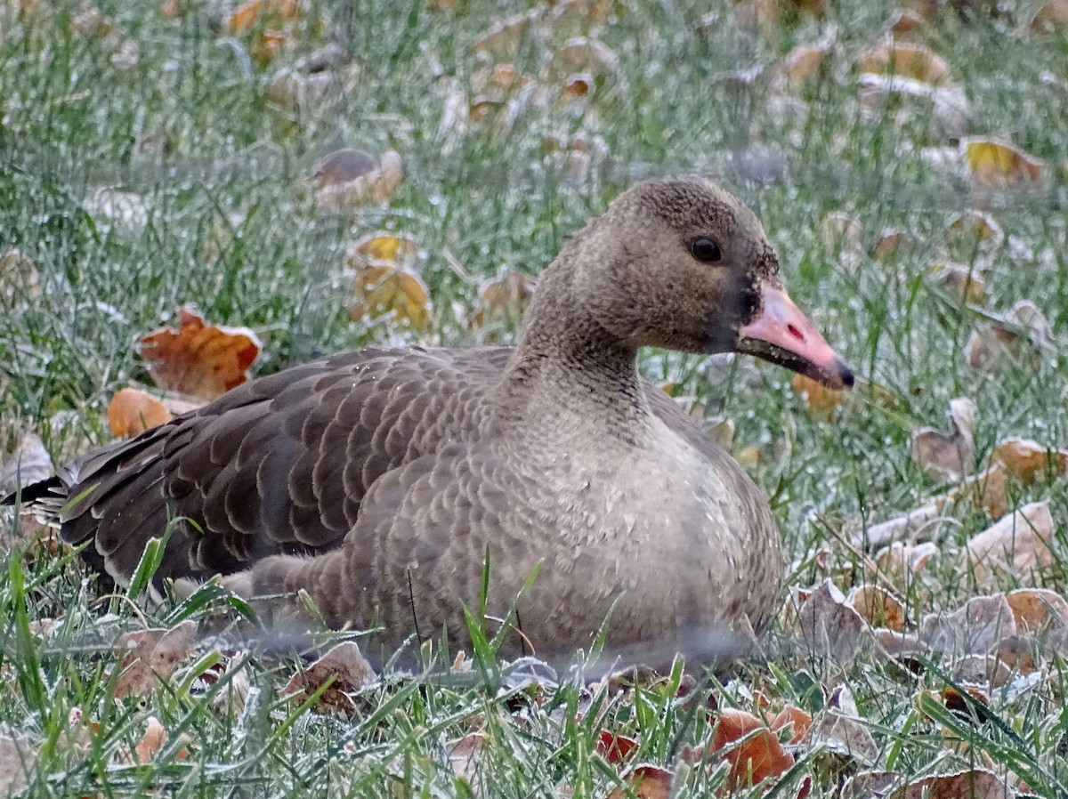 Greater White-fronted Goose - Paul Foth