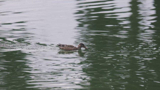 Northern Shoveler - ML500064991