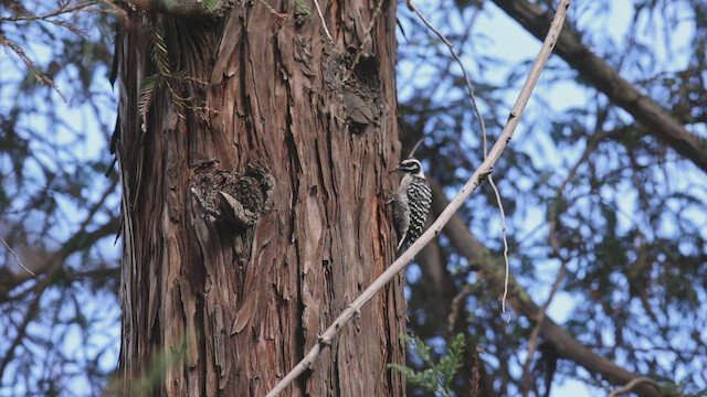 Nuttall's Woodpecker - ML500065231