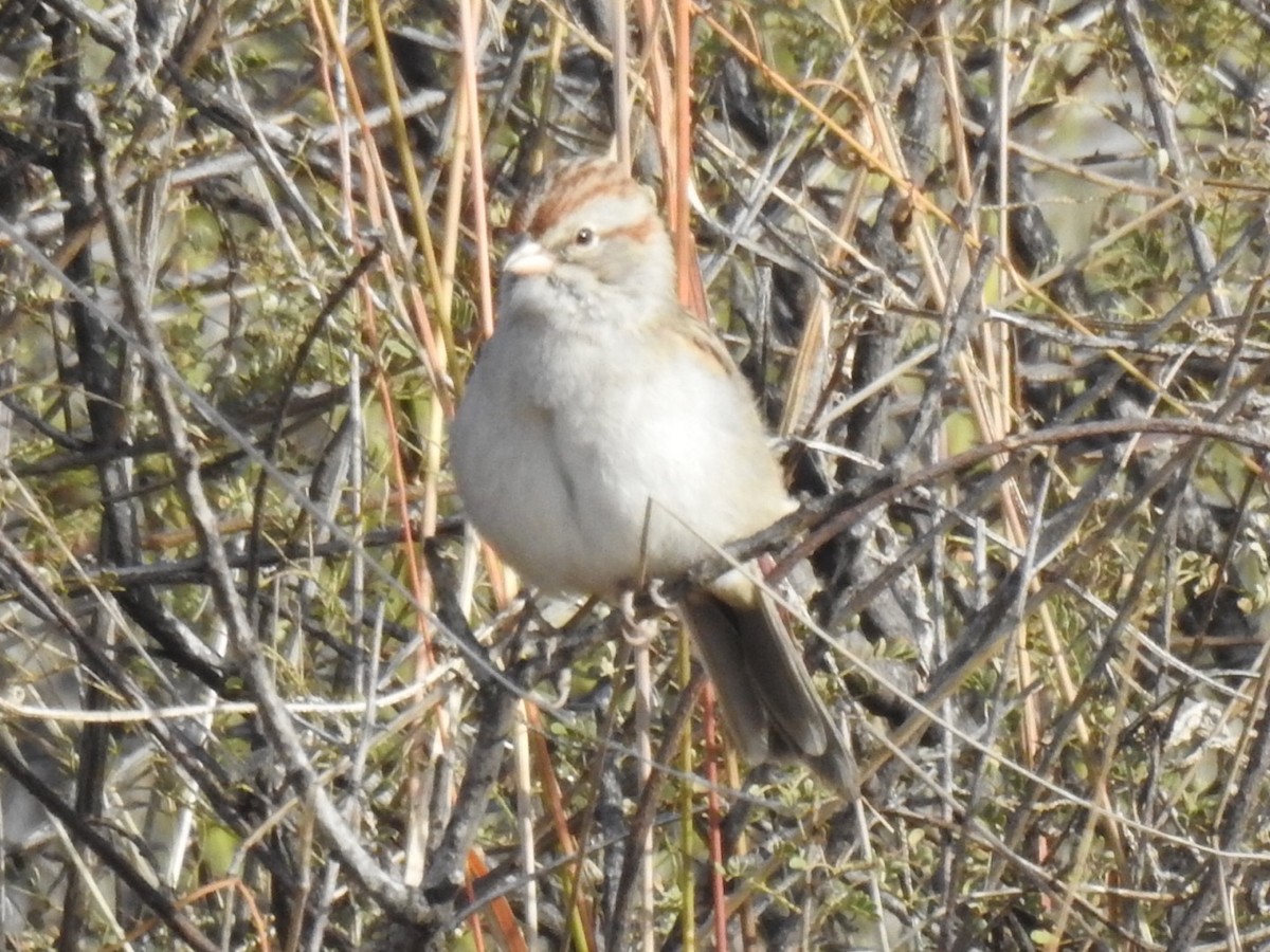 Rufous-winged Sparrow - ML500068141