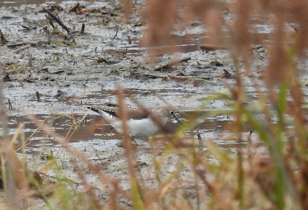 Solitary Sandpiper - ML500068241