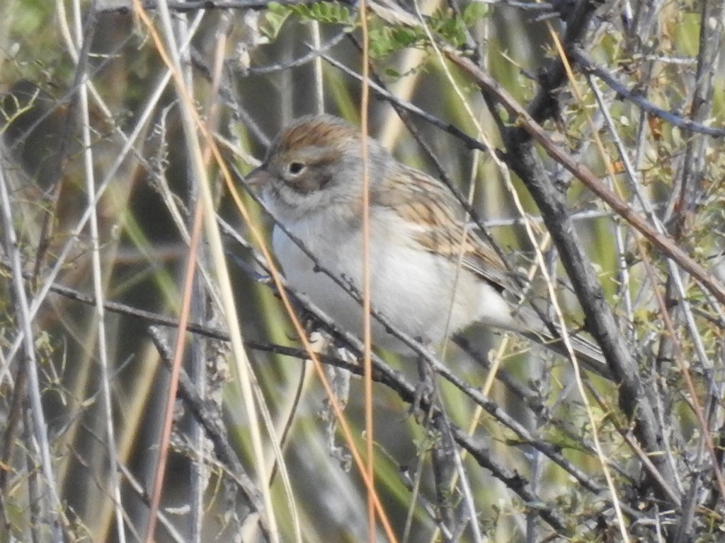 Brewer's Sparrow - ML500068311