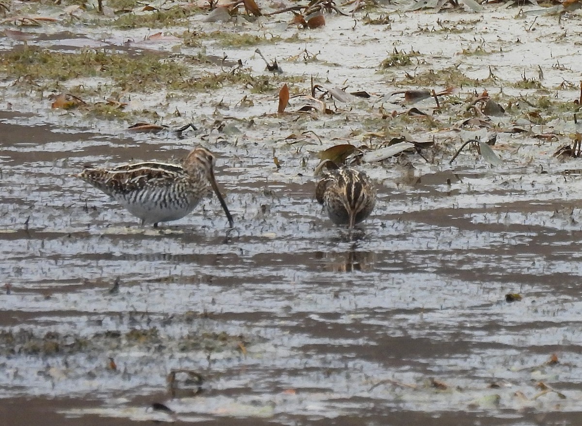 Wilson's Snipe - Roseanna Denton