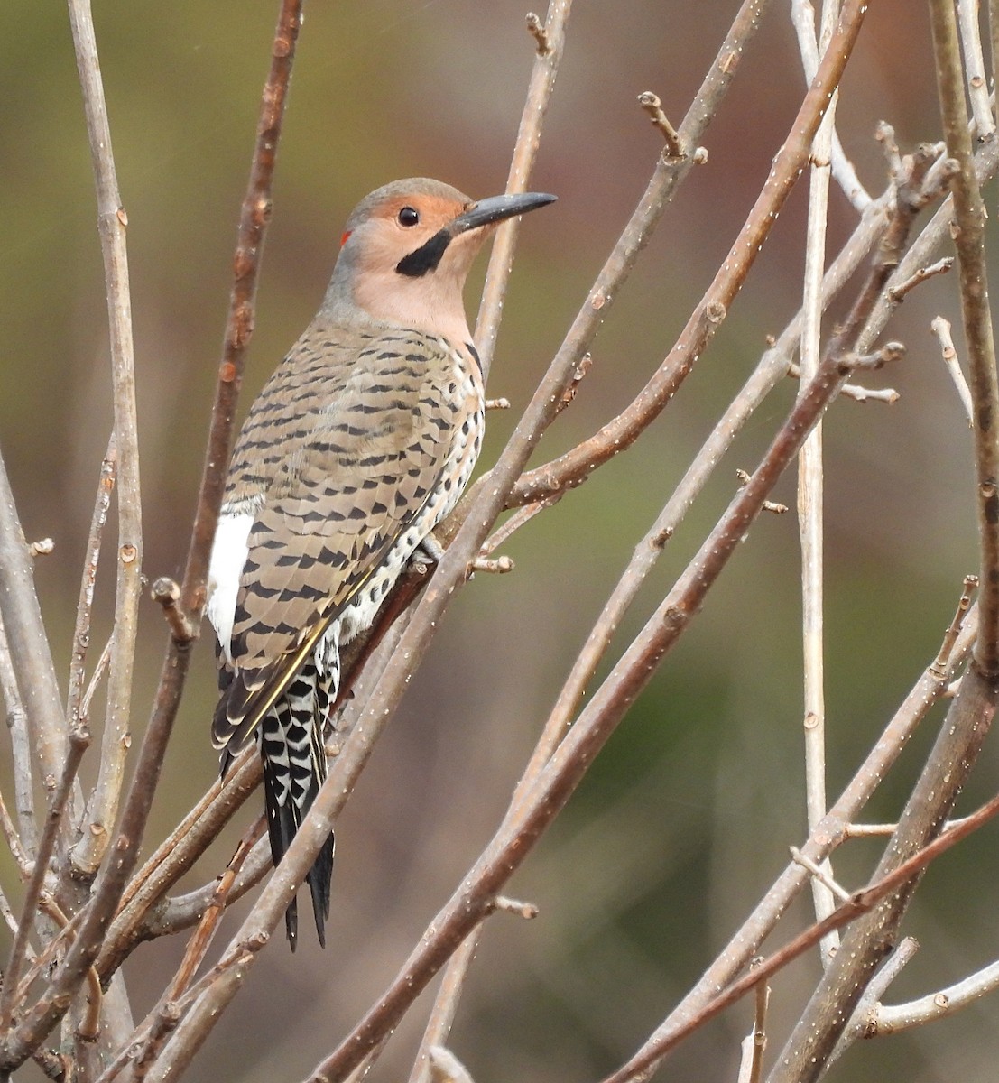 Northern Flicker (Yellow-shafted) - ML500068401