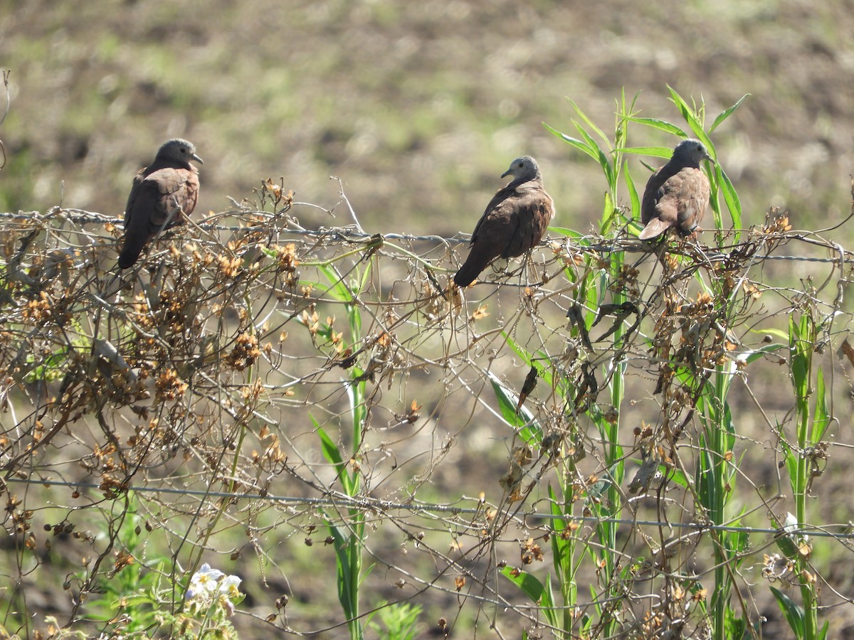 Ruddy Ground Dove - Silvia Enggist