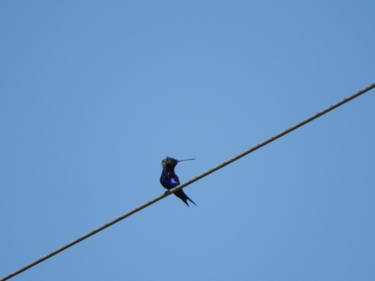 Blue-tufted Starthroat - Silvia Enggist