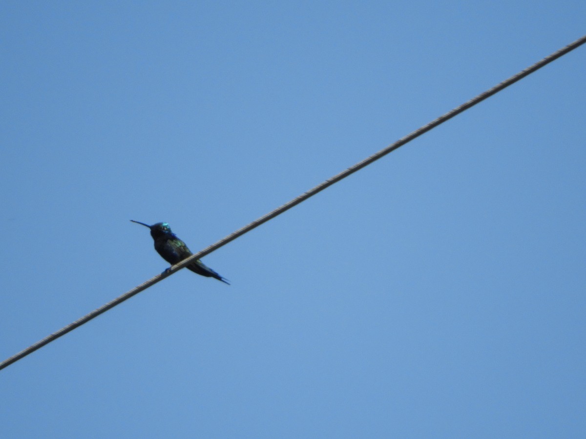 Blue-tufted Starthroat - Silvia Enggist