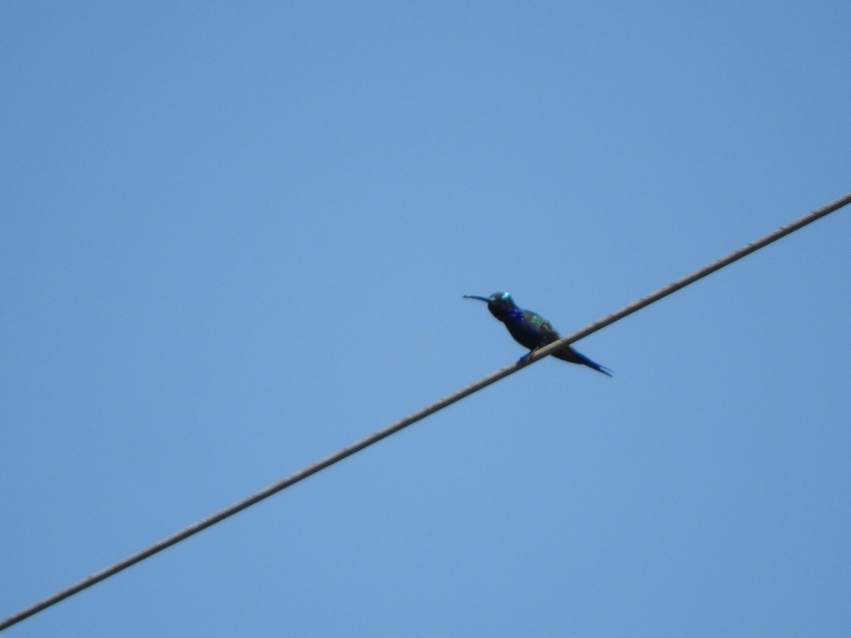 Blue-tufted Starthroat - Silvia Enggist