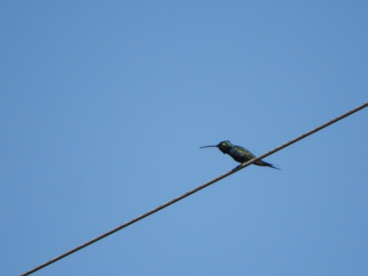 kolibřík cerradový - ML500069271