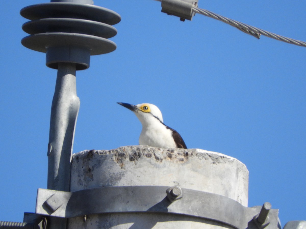 White Woodpecker - ML500070671