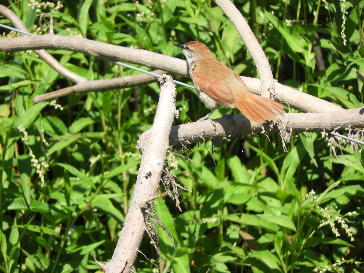 Yellow-chinned Spinetail - Silvia Enggist