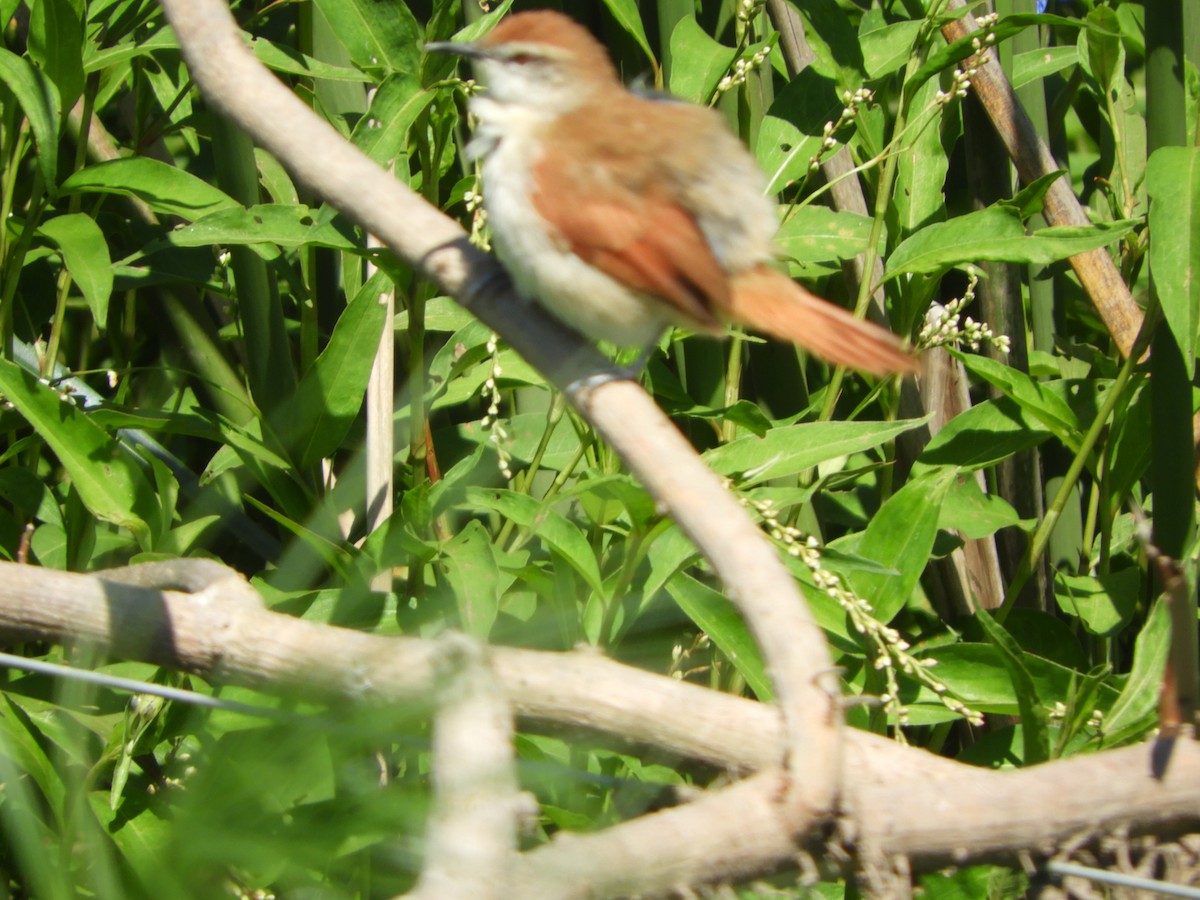 Yellow-chinned Spinetail - Silvia Enggist