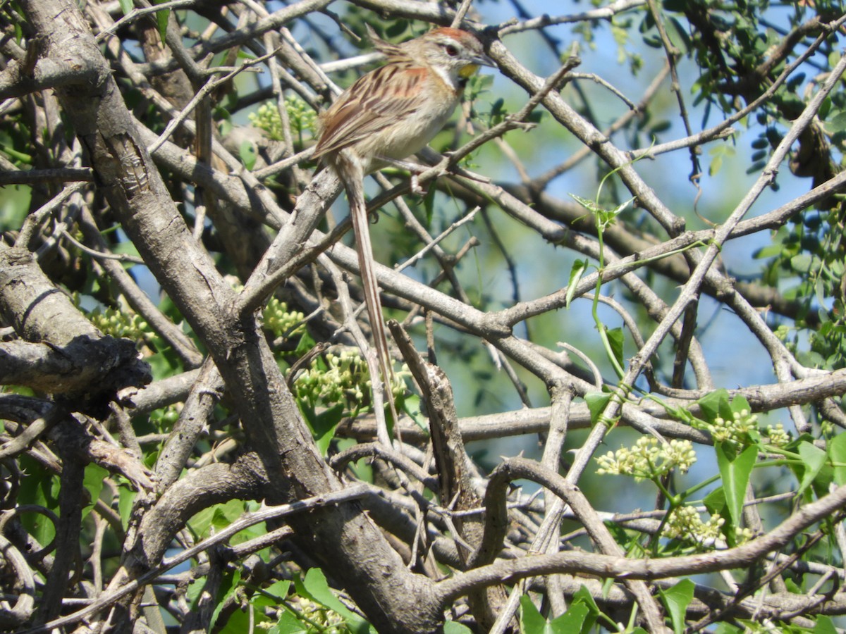 Chotoy Spinetail - ML500071851