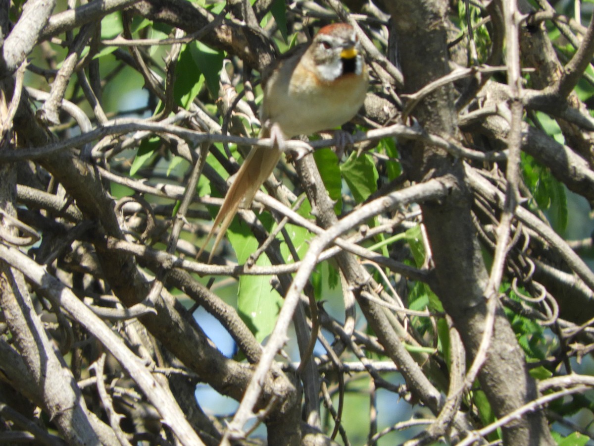Chotoy Spinetail - ML500071861