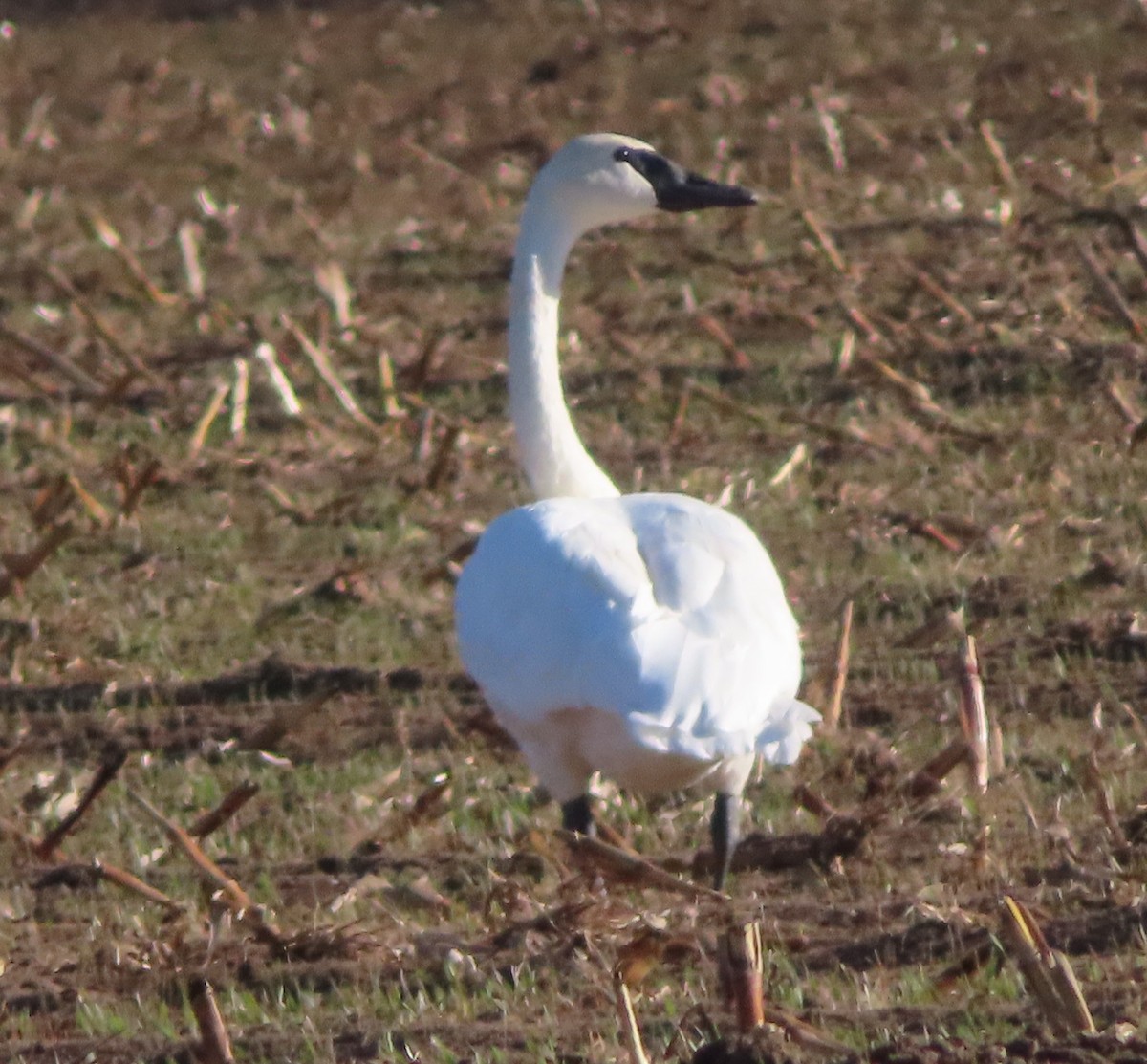 Trumpeter Swan - ML500072041