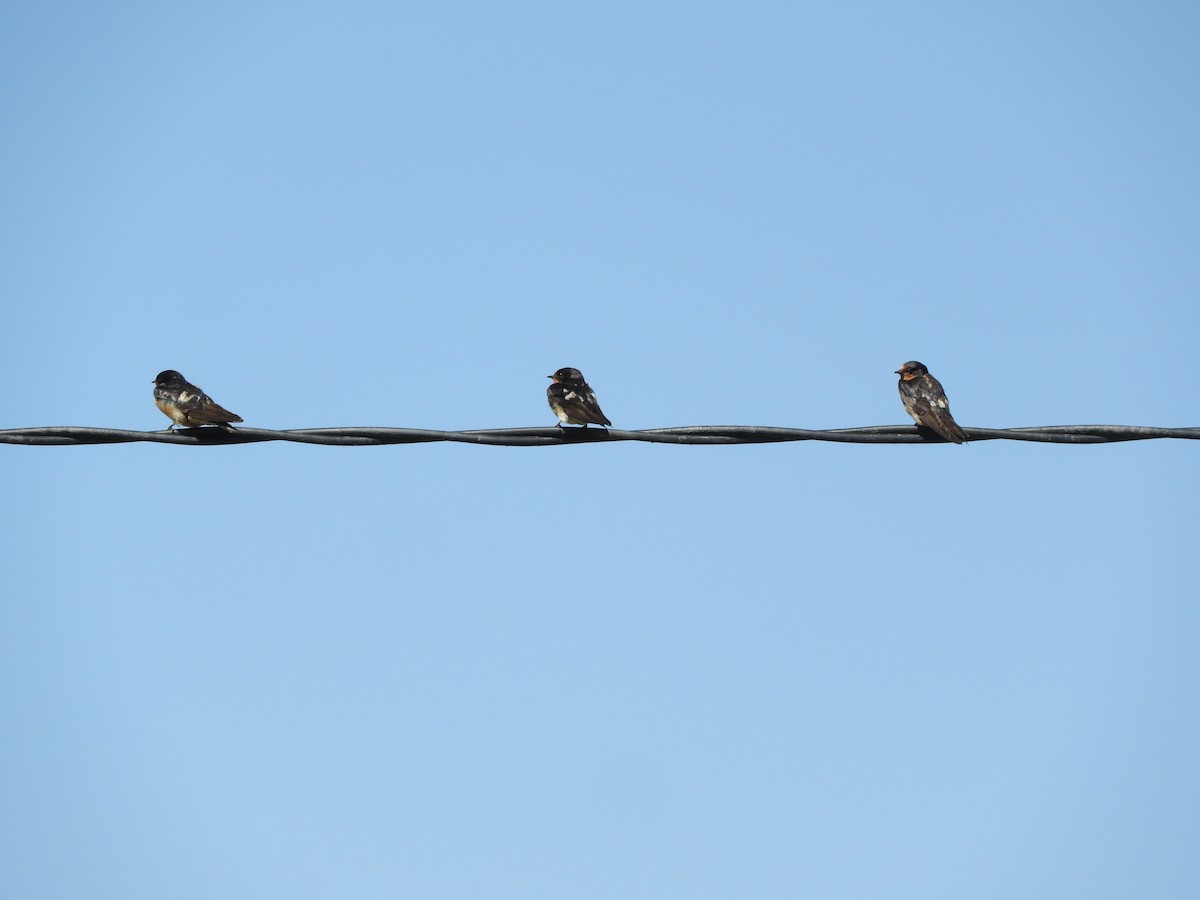 Barn Swallow - ML500072431