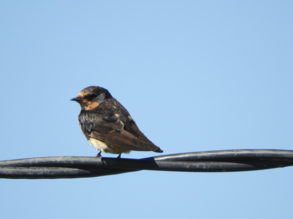 Barn Swallow - ML500072441