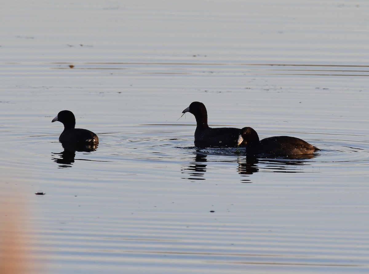 American Coot - ML500072541