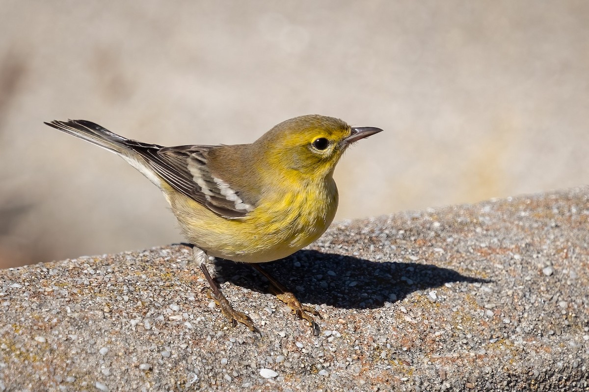 Pine Warbler - Carole Rose