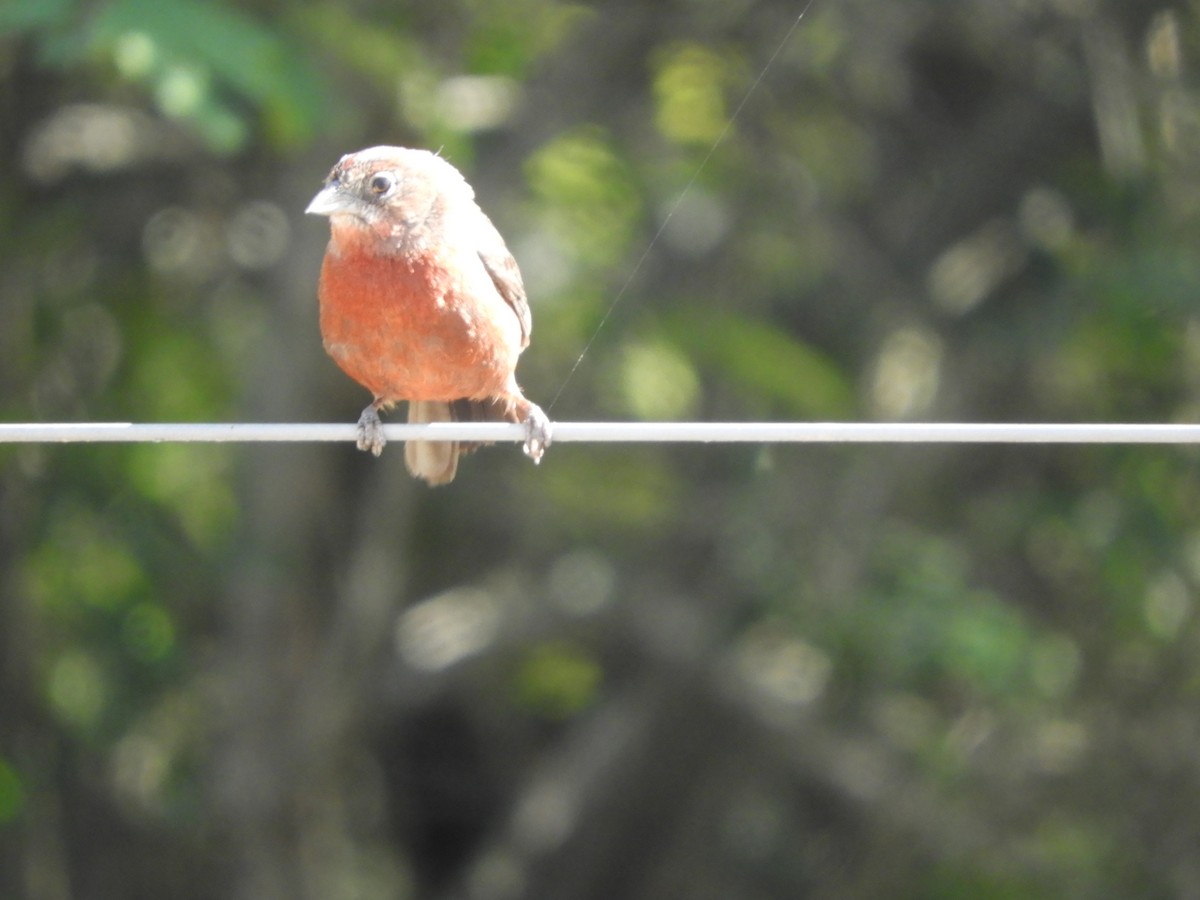 Red-crested Finch - Silvia Enggist