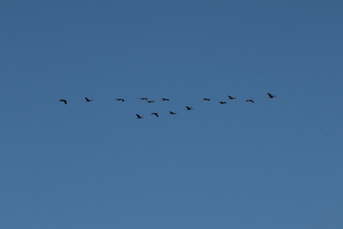 Sandhill Crane - ML500073761