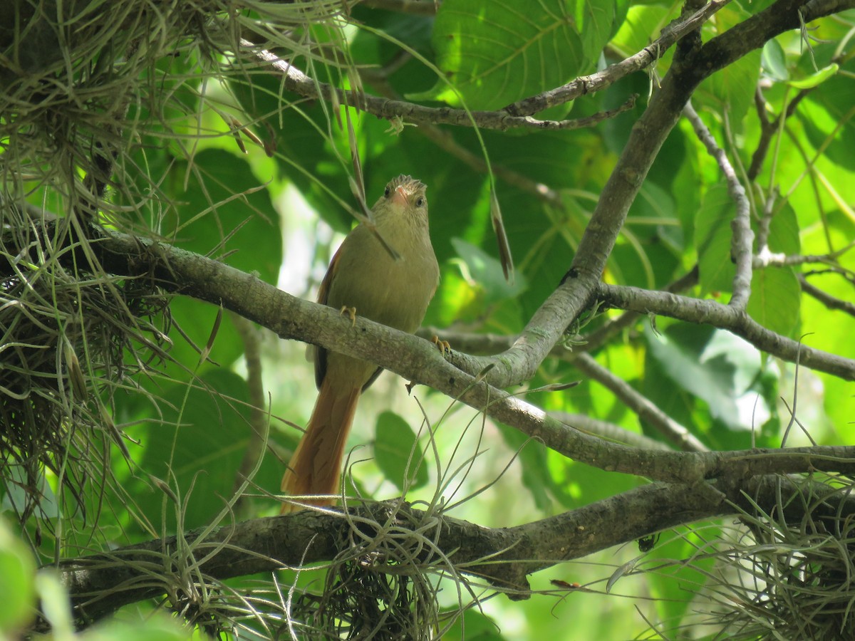 Crested Spinetail - ML500073821