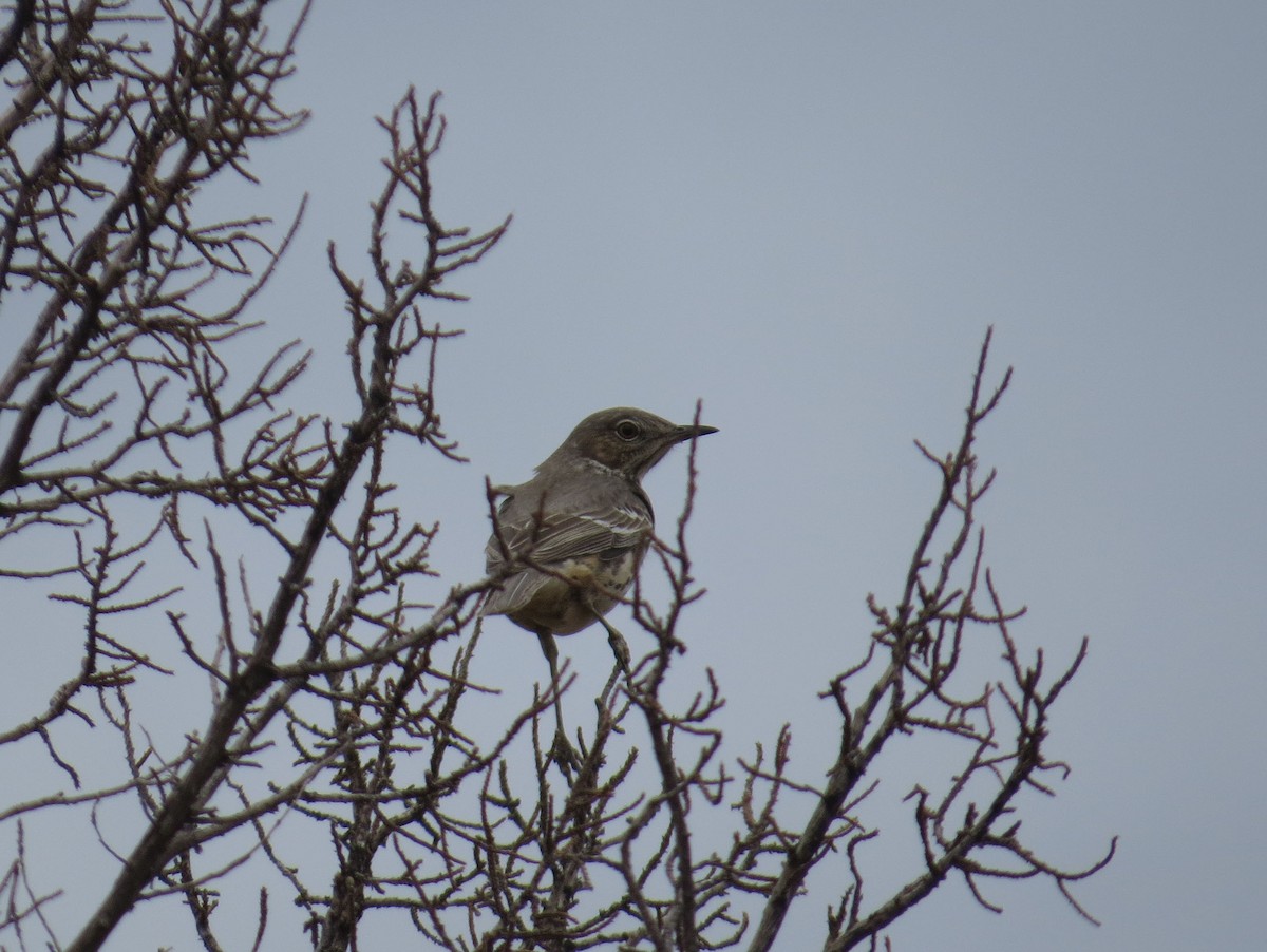 Sage Thrasher - ML500074311