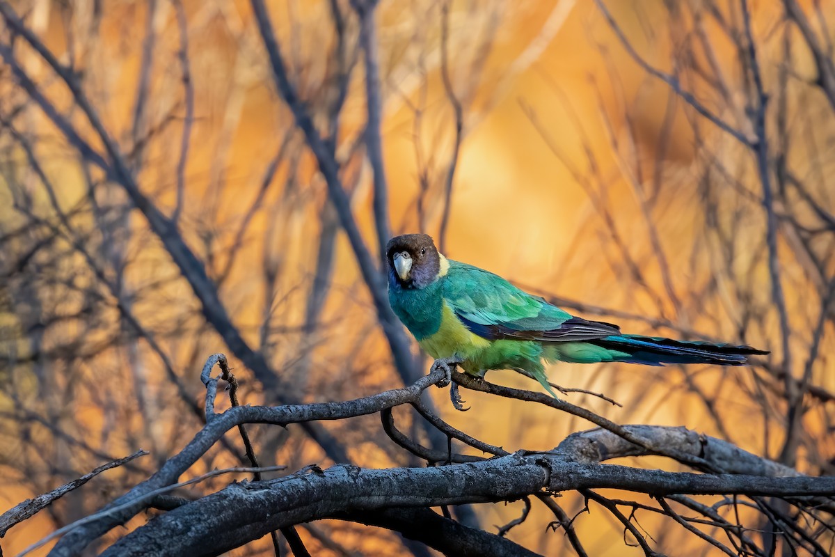 Australian Ringneck - ML500074641