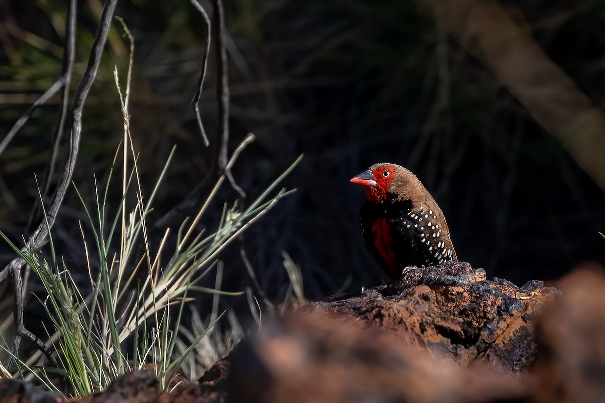 Painted Firetail - ML500074711