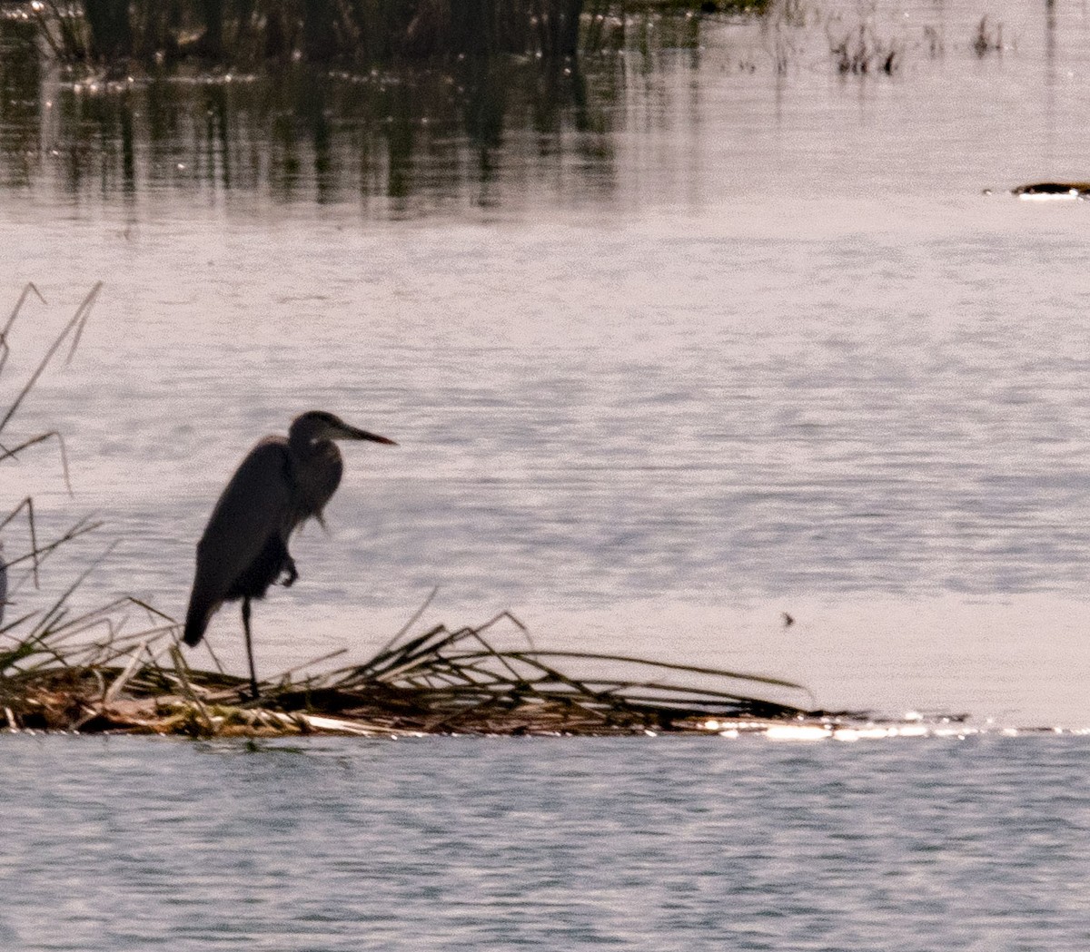 Great Blue Heron - ML500074921