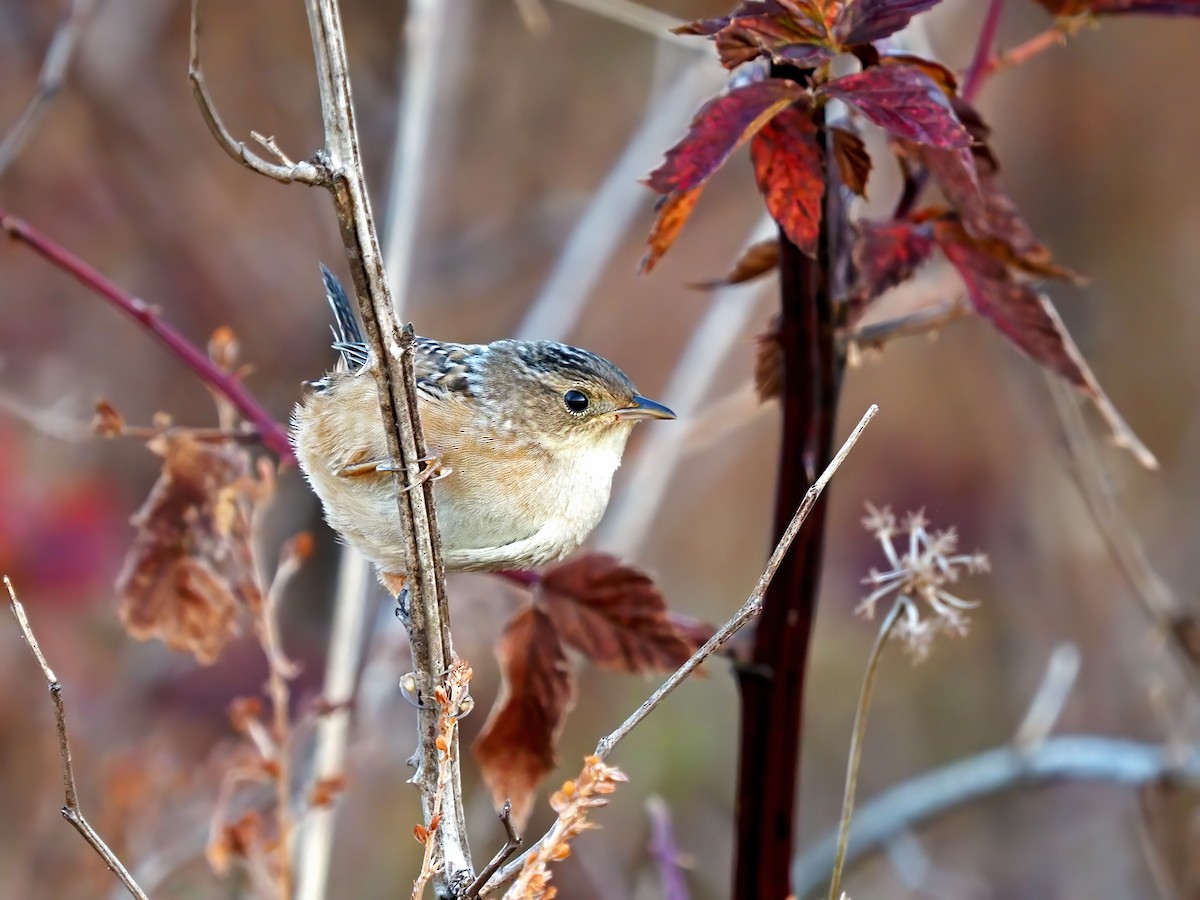 Sedge Wren - ML500075001