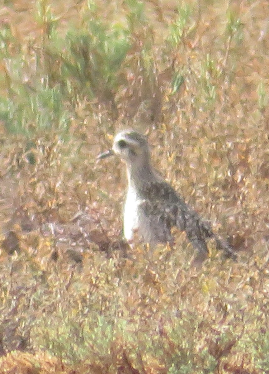 kulík pacifický - ML500075151