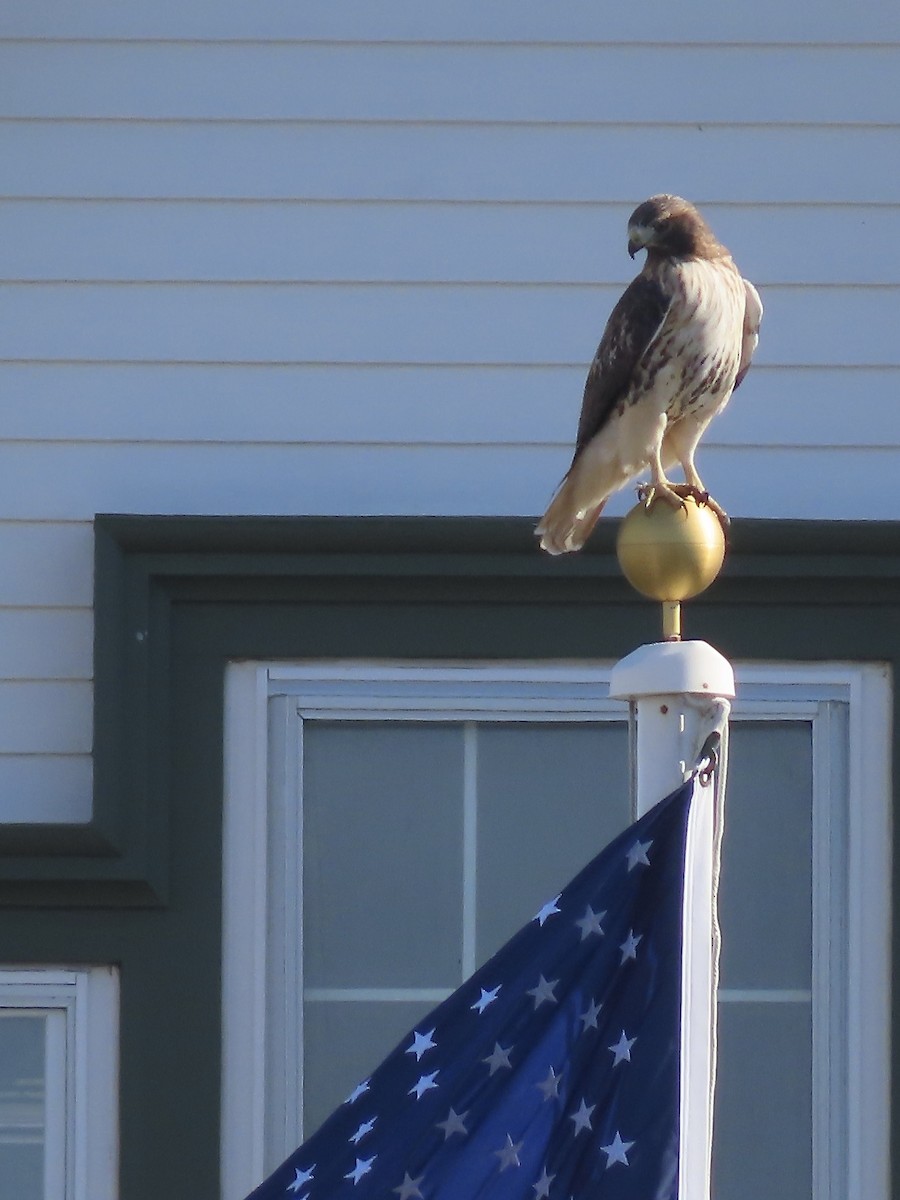 Red-tailed Hawk - ML500075161