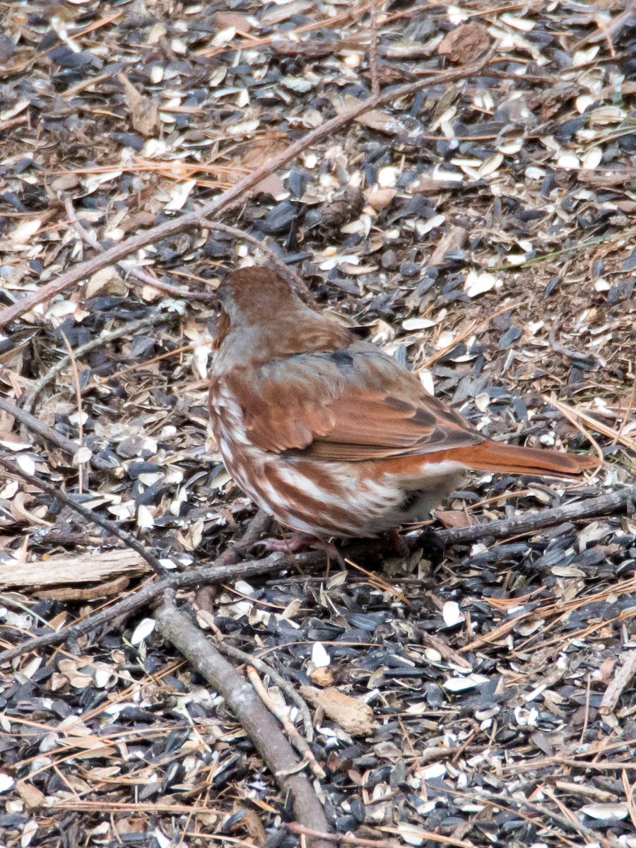 Fox Sparrow - ML50007541