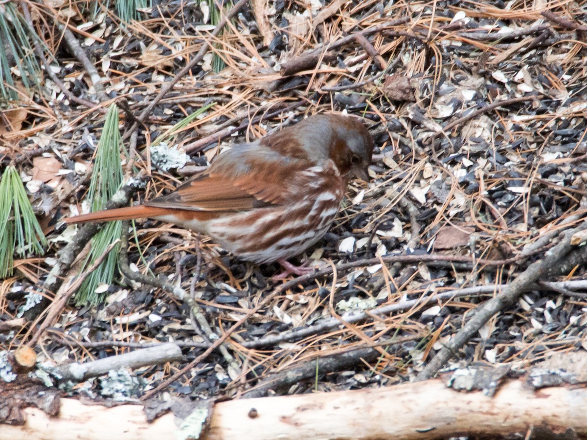 Fox Sparrow - ML50007551