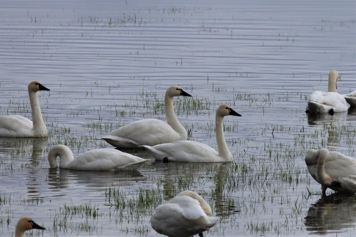 Tundra Swan - Terry Martin