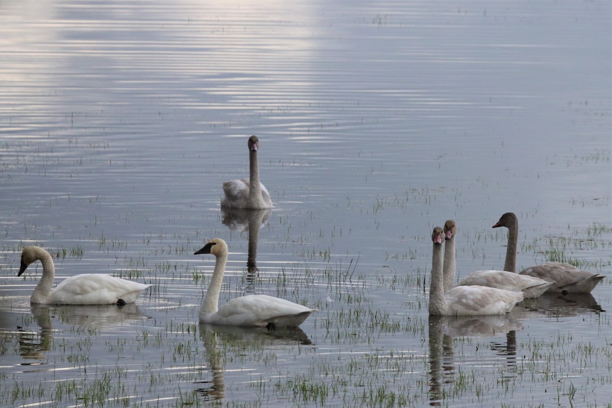 Tundra Swan - Terry Martin