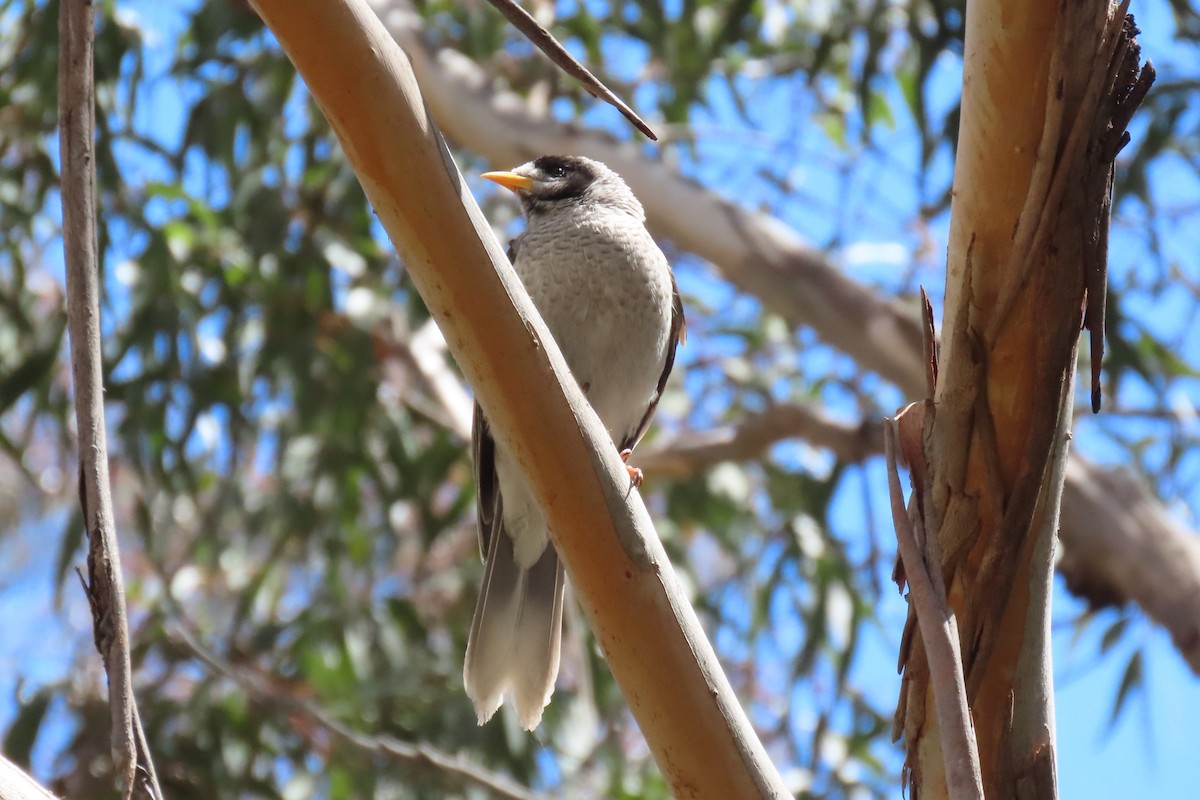 Noisy Miner - ML500077001