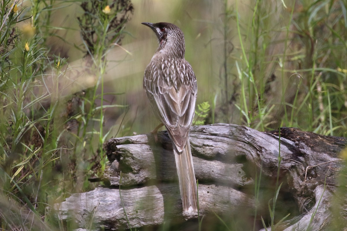 Red Wattlebird - ML500077011