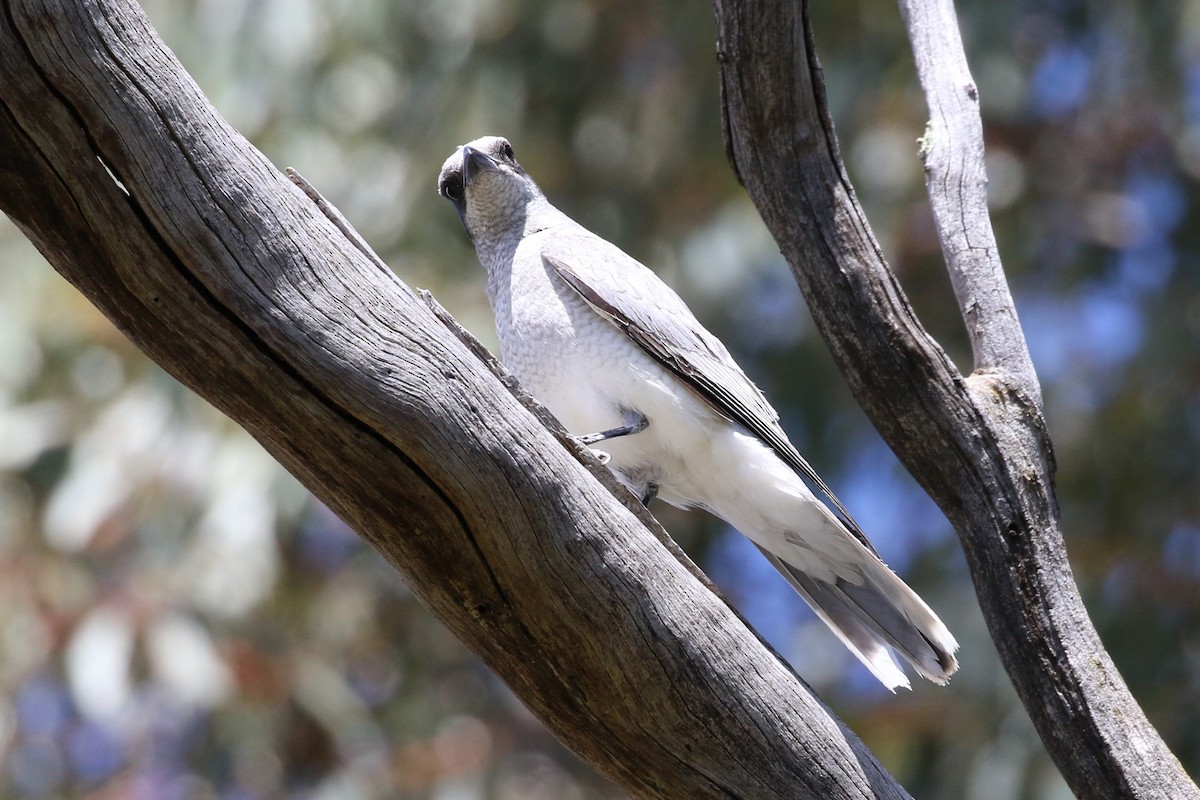 Black-faced Cuckooshrike - ML500077031