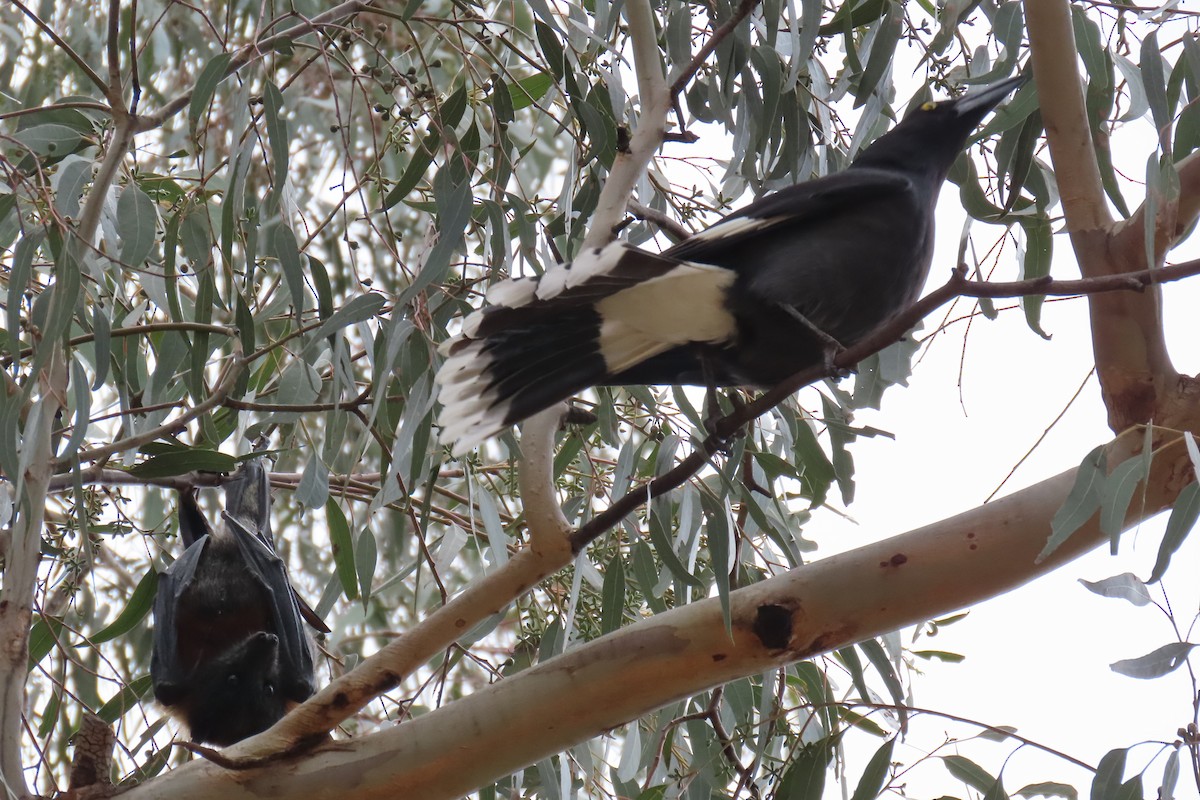 Pied Currawong - ML500077121